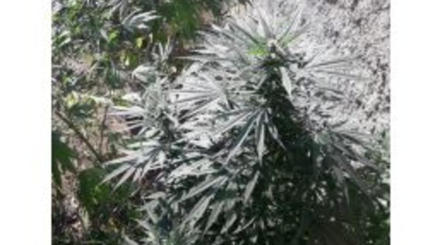 Evin Bahçesinde Kenevir Ele Geçirildi