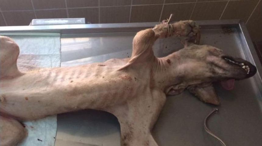 Hasta K&ouml;pek Tedavi Altına Alındı