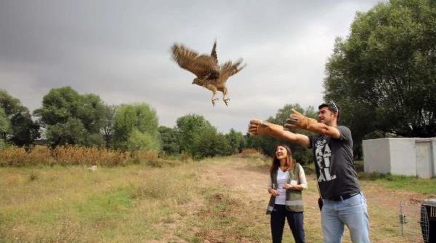 Tedavileri Tamamlanan Kuşlar Doğaya Salındı