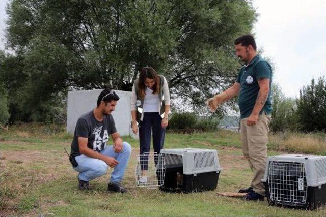 Tedavileri Tamamlanan Kuşlar Doğaya Salındı