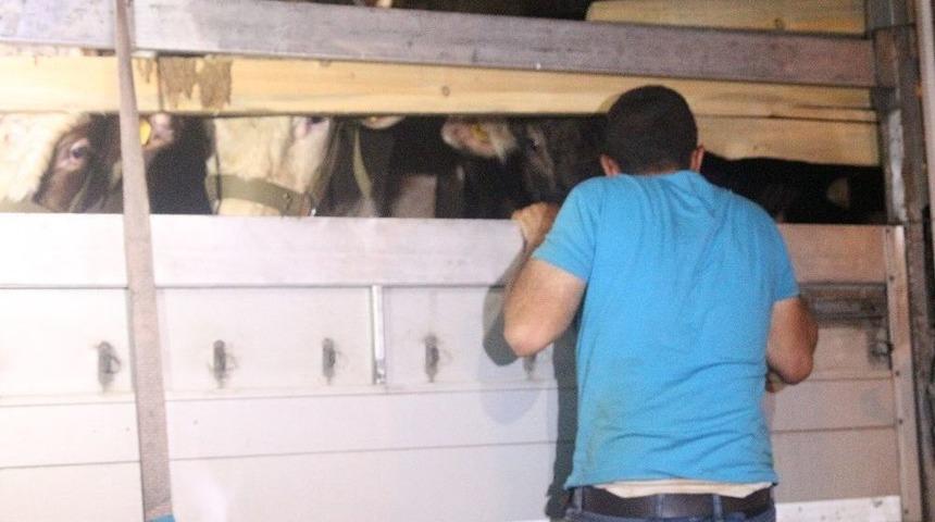 İlk Kurbanlıklar İstanbul&rsquo;a Geldi