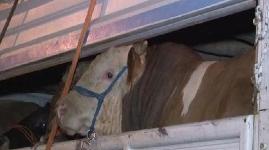 Kurbanlıklar İstanbul'a Gelmeye Başladı