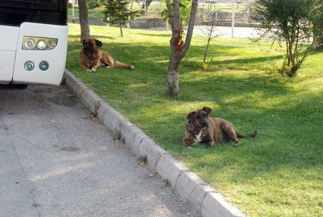 Eskişehir’de Köpek Dehşeti