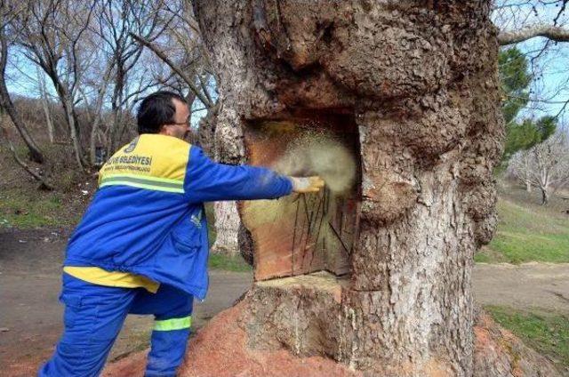 Testere Ile Oyulan 400 Yıllık Çınar 'doku Tedavisi'ne Olumlu Yanıt Verdi