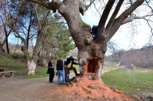 Testere Ile Oyulan 400 Yıllık Çınar 'doku Tedavisi'ne Olumlu Yanıt Verdi