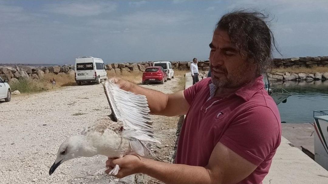 &Ouml;l&uuml; Martılar Toplatıldı