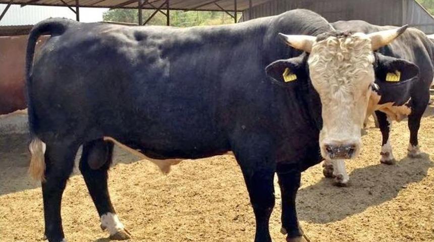 Kurbanlık Telaşı Başladı