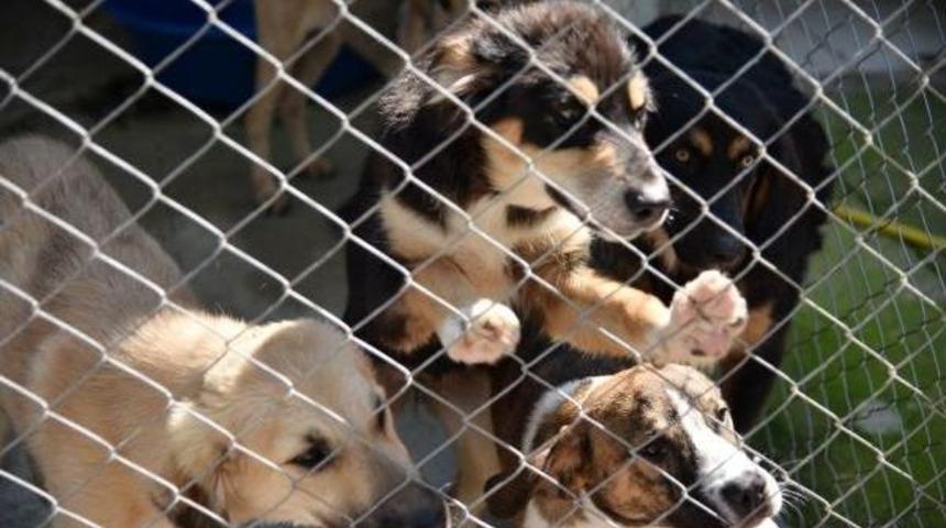 Sokak Hayvanları Ve Yaban Hayvanlarına &Ouml;zel Barınak