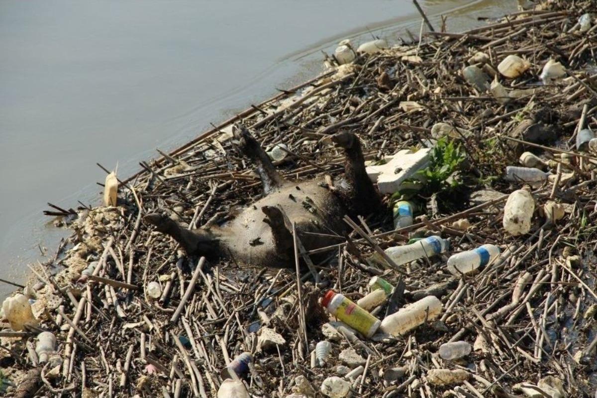 Uzmanlar, B&uuml;y&uuml;k Menderes Nehri&rsquo;ndeki Tehlikeye Dikkat &Ccedil;ektiler