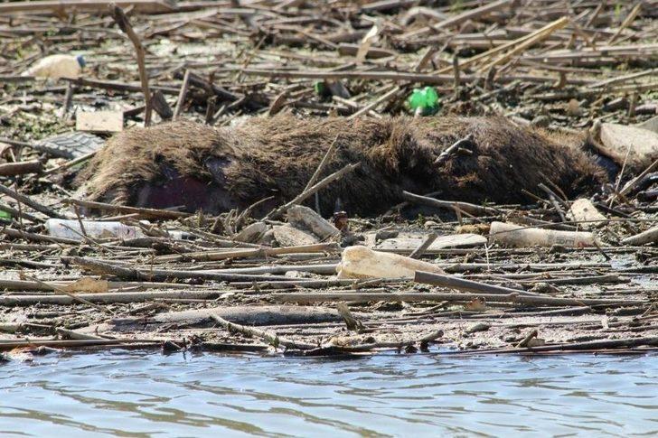 Uzmanlar, Büyük Menderes Nehri’ndeki Tehlikeye Dikkat Çektiler G5