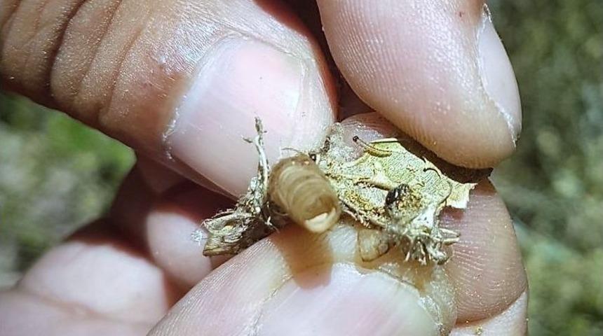 Obm&rsquo;nin Biyolojik M&uuml;cadele &Ccedil;alışmaları S&uuml;r&uuml;yor