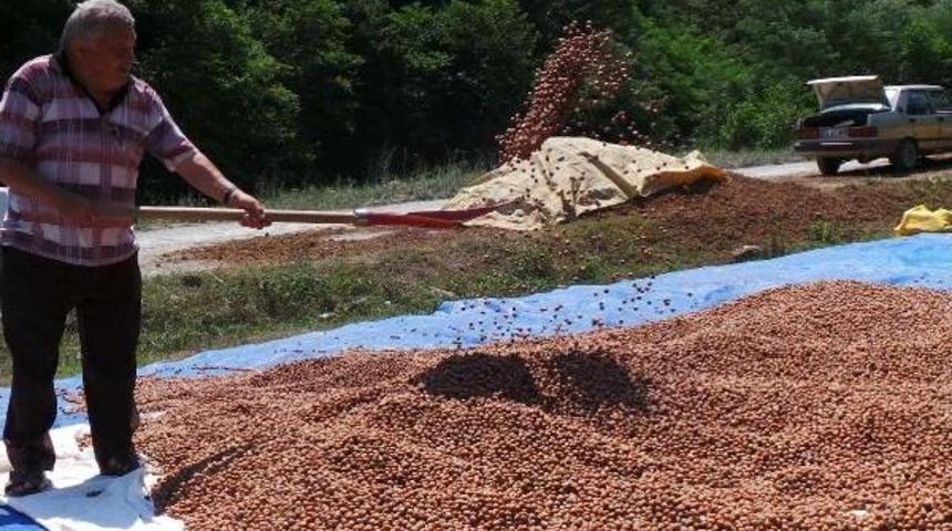 Fındık &Uuml;reticisi En Az 13 Lira Fiyat Bekliyor
