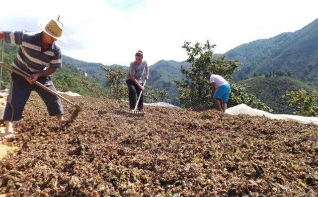 Fındık Üreticisi En Az 13 Lira Fiyat Bekliyor