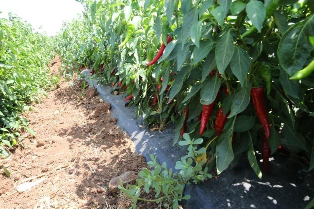 Gaziantep Biber &Uuml;retiminde S&ouml;z Sahibi Olacak