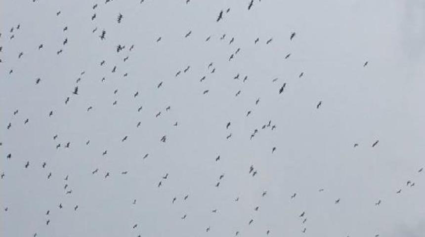 Leyleklerin Göçü  Izleyenleri Büyüledi