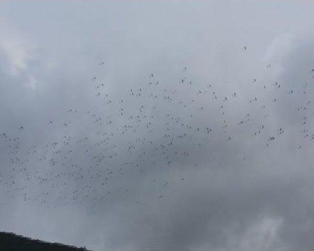 Leyleklerin Göçü  Izleyenleri Büyüledi