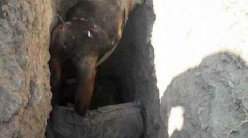 Kuyuya Düşen Eşeği Itfaiye Kurtardı