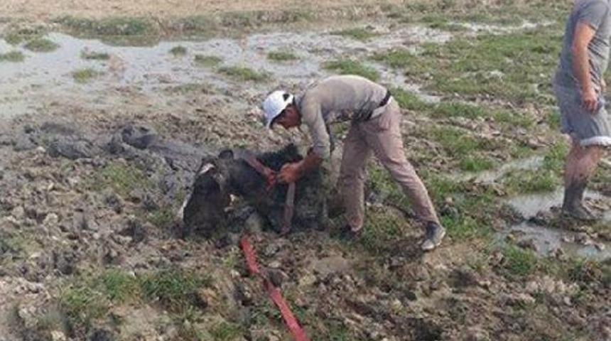 Bataklığa Saplanan Ineği Itfaiye Kurtardı