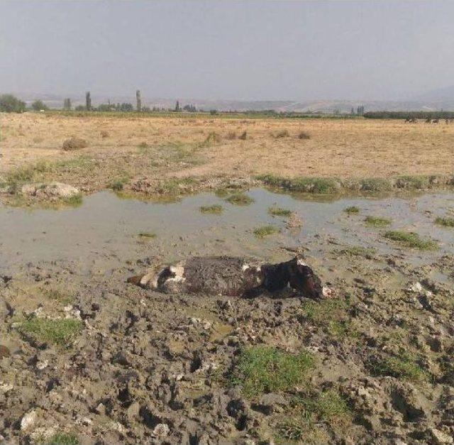 Bataklığa Saplanan Ineği Itfaiye Kurtardı