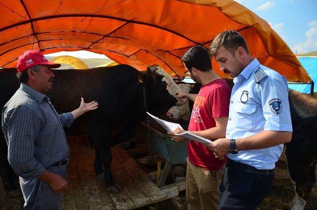 Pursaklar’da Kurbanlık Satışları Başladı