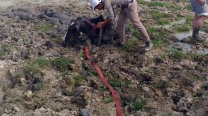 Bataklığa Saplanan İneği İtfaiye Kurtardı