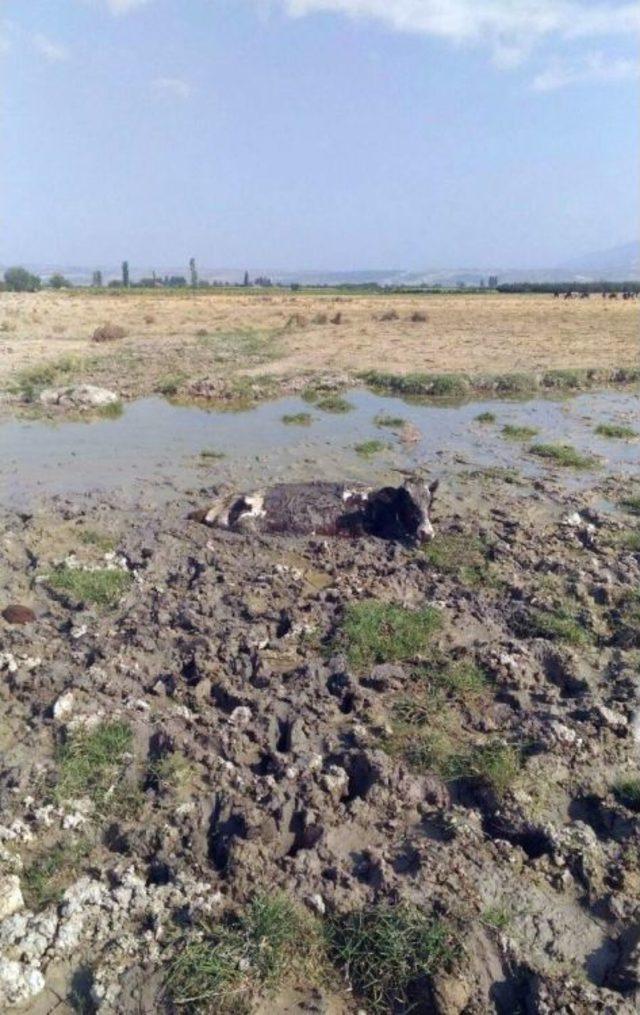 Bataklığa Saplanan İneği İtfaiye Kurtardı