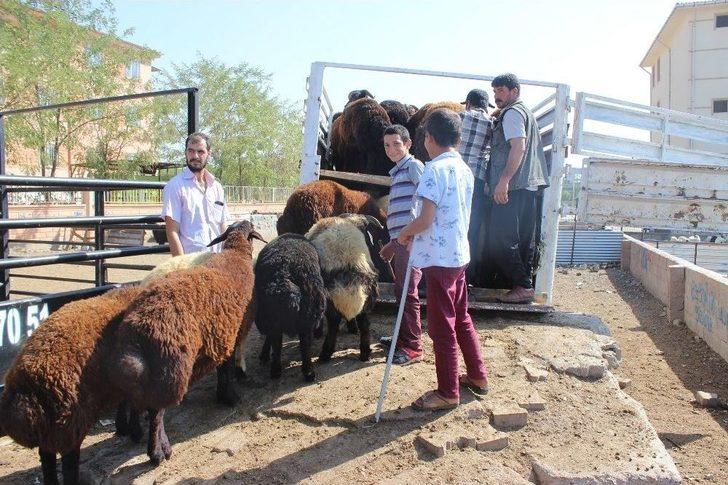 Kurbanlıklar Pazara İndi G2