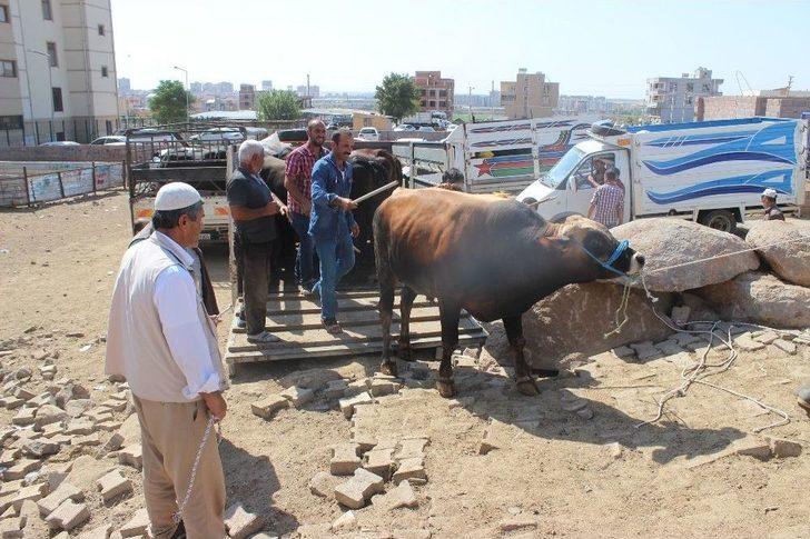 Kurbanlıklar Pazara İndi G3