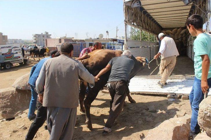 Kurbanlıklar Pazara İndi G4