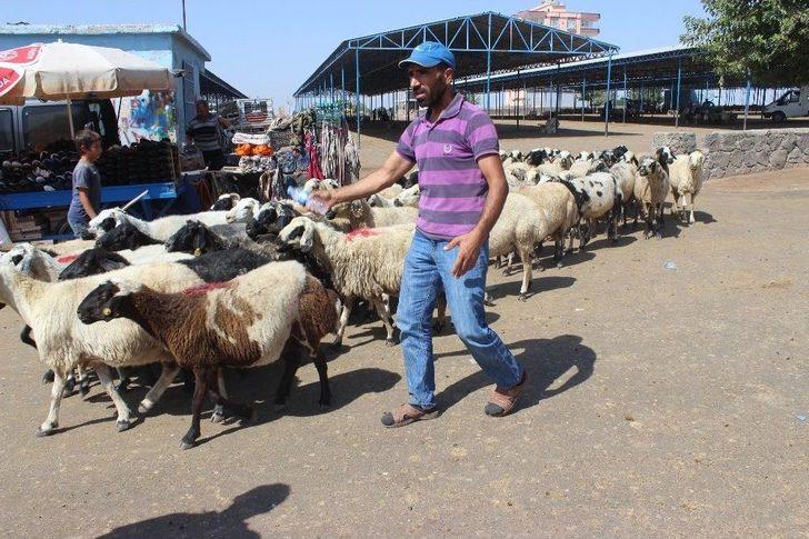 Kurbanlıklar Pazara İndi G5