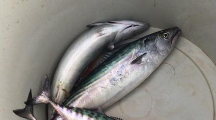 &Ccedil;ingene Palamutları Kovaya Girmeye Başladı