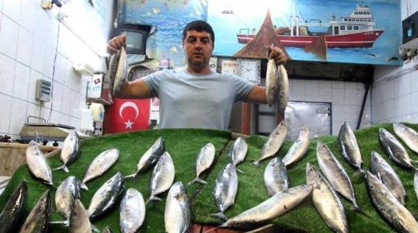 Karadeniz'de Palamut Bereketi