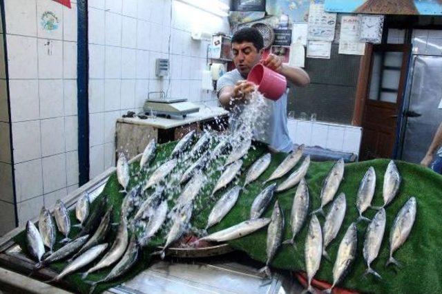 Karadeniz'de Palamut Bereketi