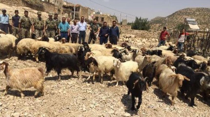 2 &Ccedil;oban, &Ccedil;aldıkları S&uuml;r&uuml;y&uuml; Satamadan Yakalandı