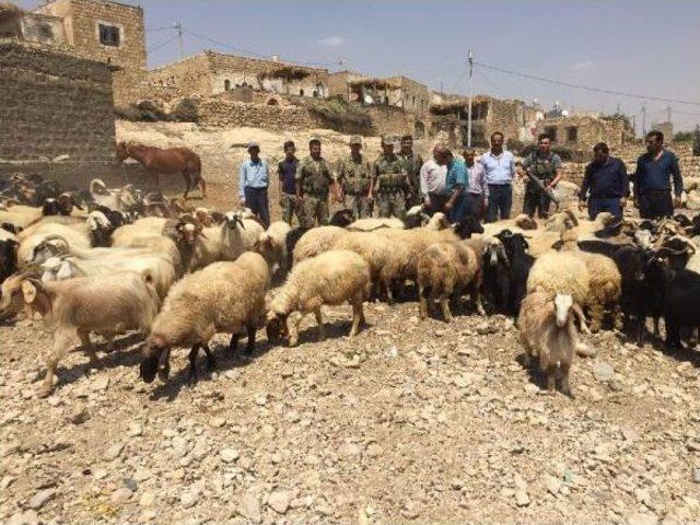 2 Çoban, Çaldıkları Sürüyü Satamadan Yakalandı