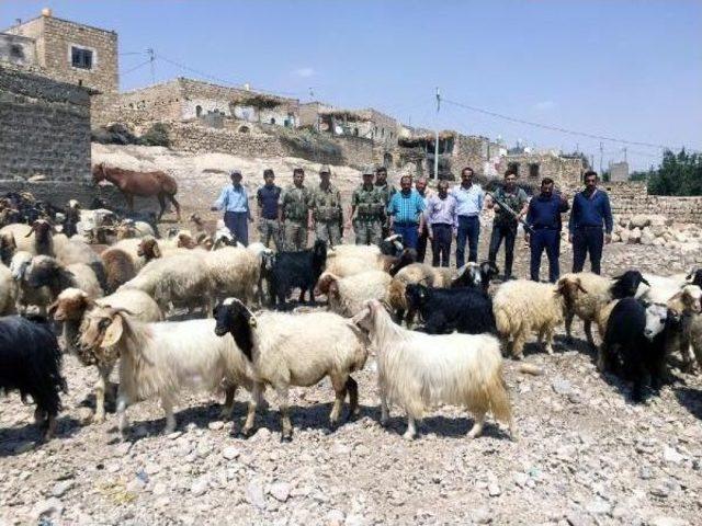 2 Çoban, Çaldıkları Sürüyü Satamadan Yakalandı