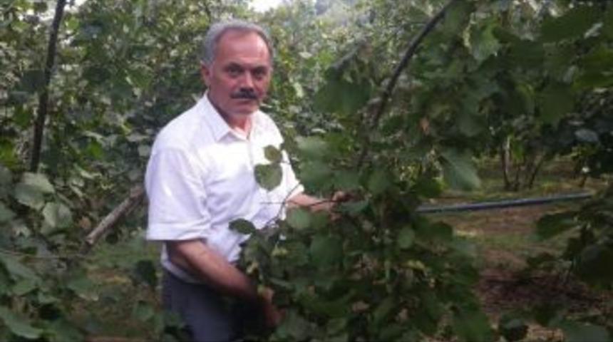 Tmo’nun Fındık Fiyatı Beğenilmedi