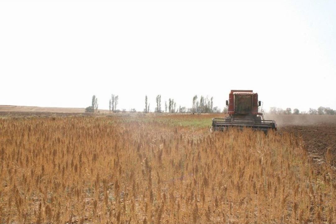 &Ccedil;orum&rsquo;da İlk Kinoa Bitkisinin Hasadı Yapıldı