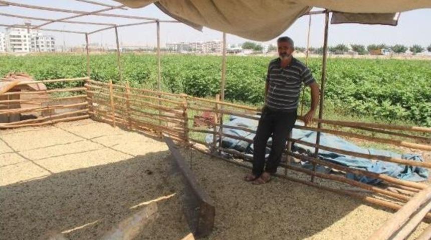 Kurban Bayramı'nda Satacağı 14 Koyunu  Çalındı