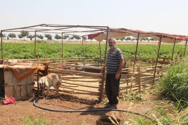 Kurban Bayramı'nda Satacağı 14 Koyunu  Çalındı