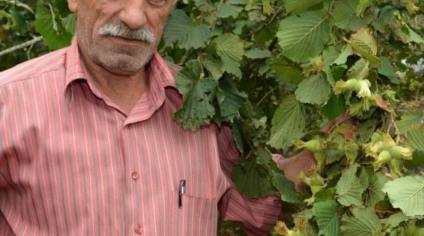 Fındık Fiyatına Tepkiler