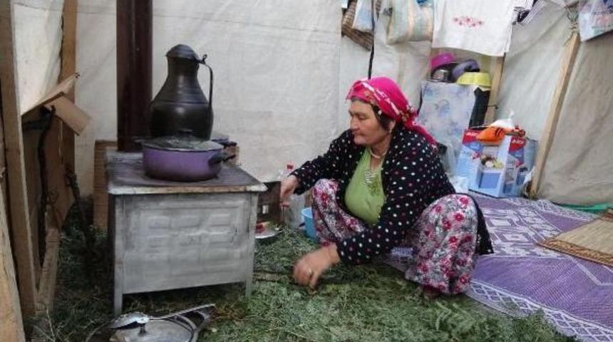 Kazdağları'nda 564 Yıllık T&uuml;rkmen Geleneği Yaşatılıyor