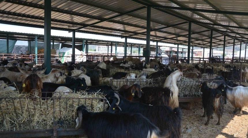 Kurban Pazarı Hareketlendi