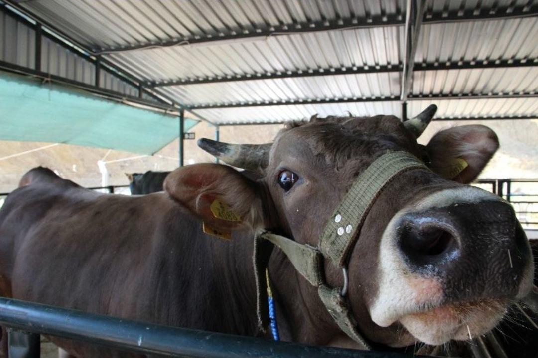 Otomobil Fiyatına Kurbanlık