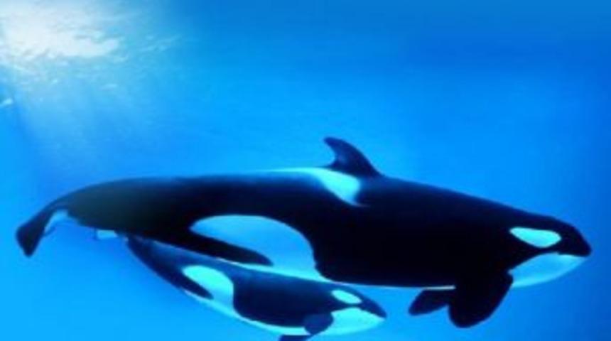 42 Yaşındaki Orca Kasatka Uyutuldu