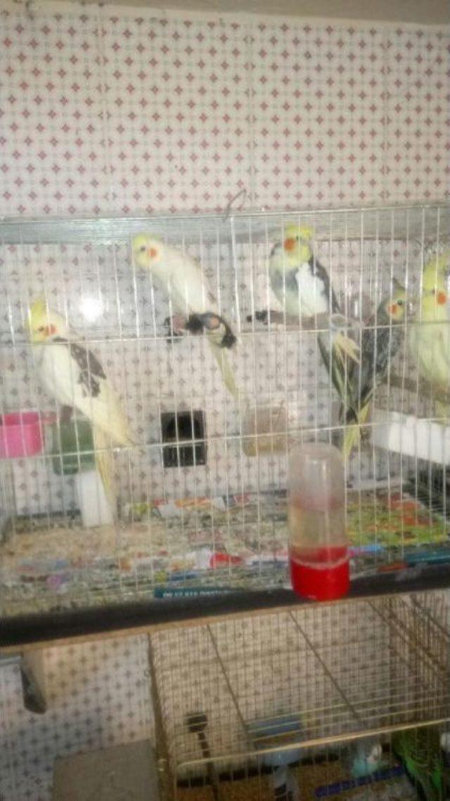 Petshoptaki Papağan Ve Kanarya Hırsızlığı Kamerada