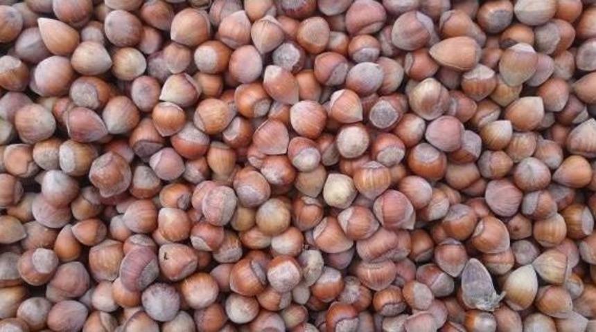 Fındık &Uuml;reticisi Tmo'nun Verdiği 10.50 Lira Fiyatı Beğenmedi