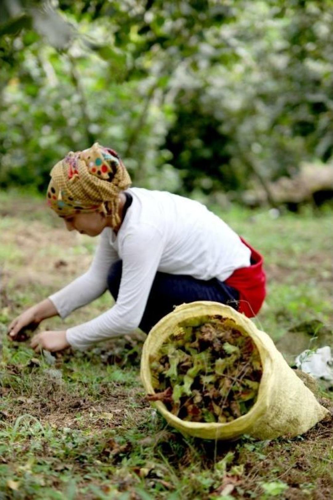 Fındık &Uuml;reticisi A&ccedil;ıklanan Fındık Fiyatına Tepkili