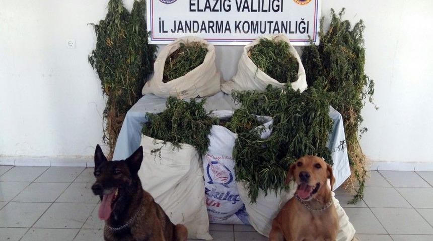 Elazığ&rsquo;a Bin 226 K&ouml;k Hint Keneviri İle 13 Kilo Esrar Ele Ge&ccedil;irildi