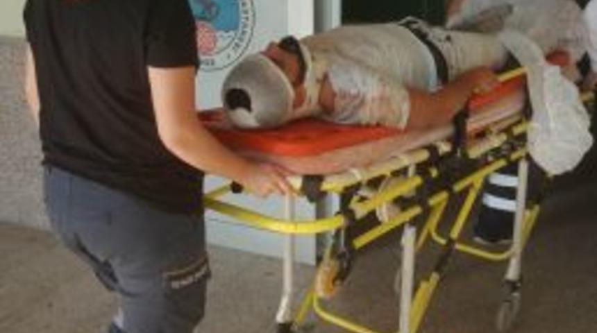 Fındık Sererken &Ccedil;atıdan D&uuml;şen Gen&ccedil; Hastanelik Oldu